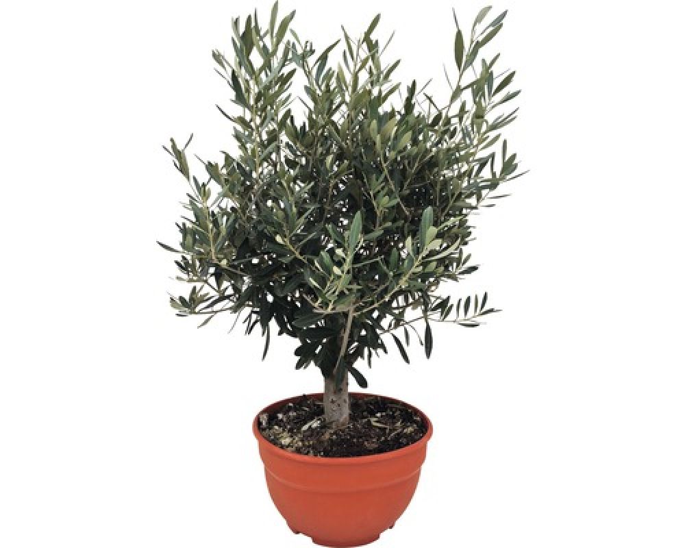 Maslin Pre-bonsai, Olea Europaea
