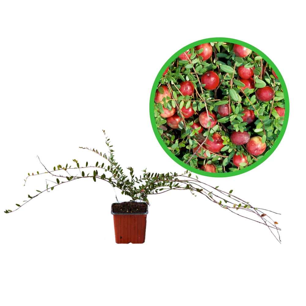 Merisor Crowley, Vaccinium Macrocarpon