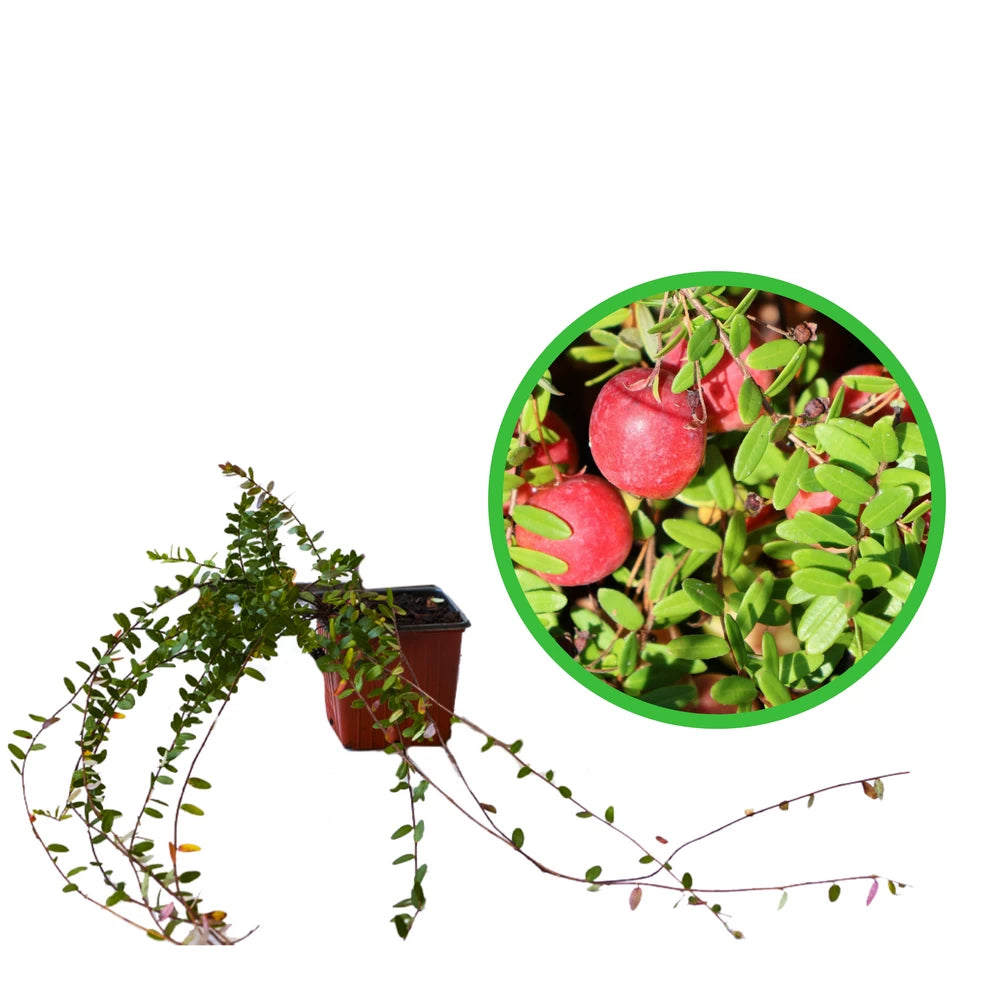 Merisor Howes, Vaccinium Macrocarpon