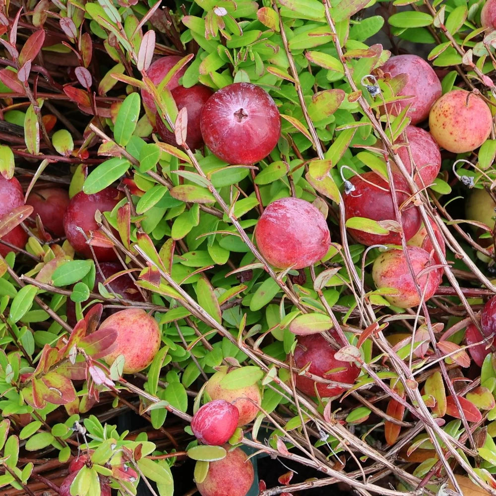 Merisor Howes, Vaccinium Macrocarpon