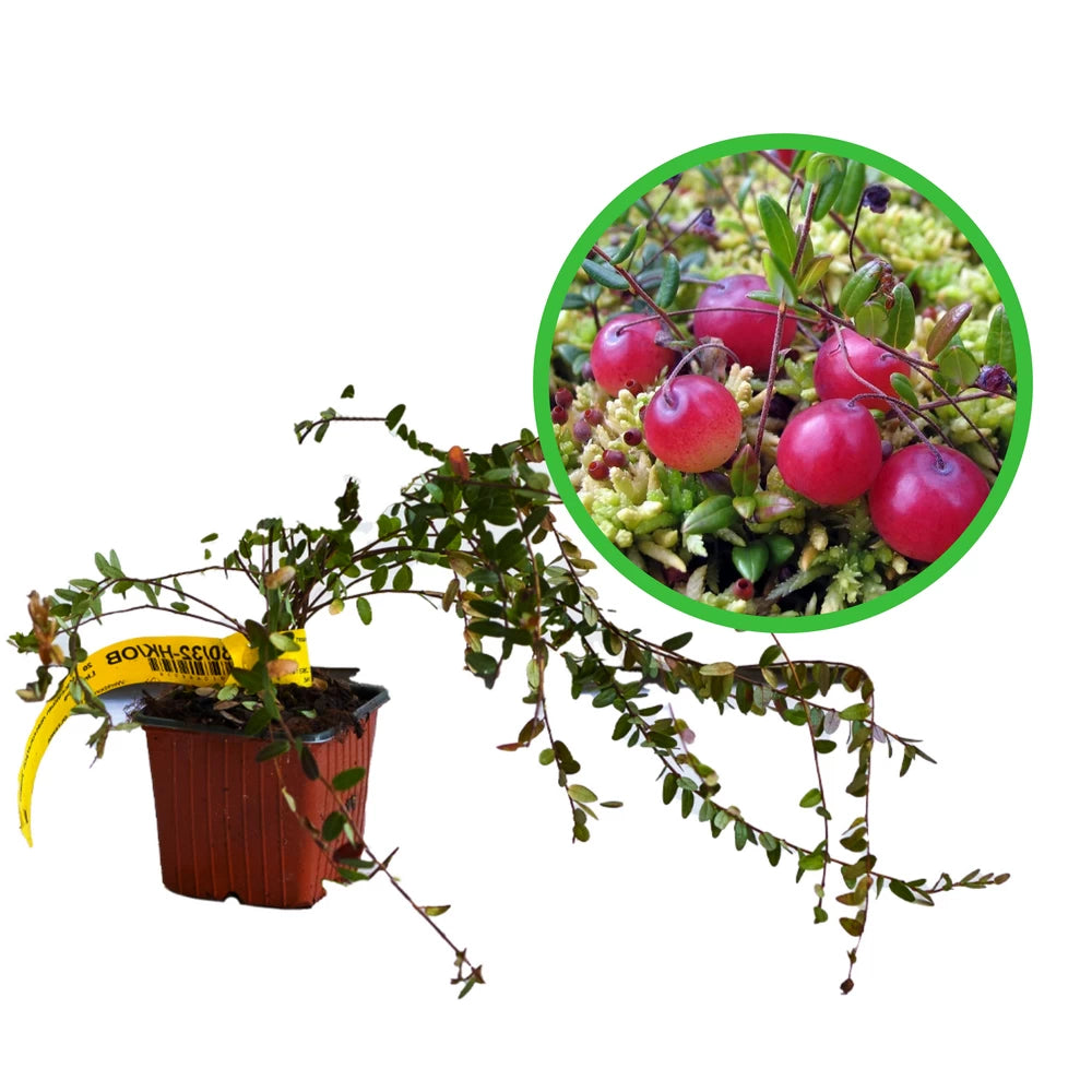 Merisor Pilgrim, Vaccinium Macrocarpon