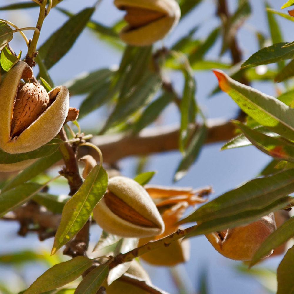 Migdal Duro, Amygdalus Communis