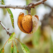 Migdal Comun, Prunus Dulcis