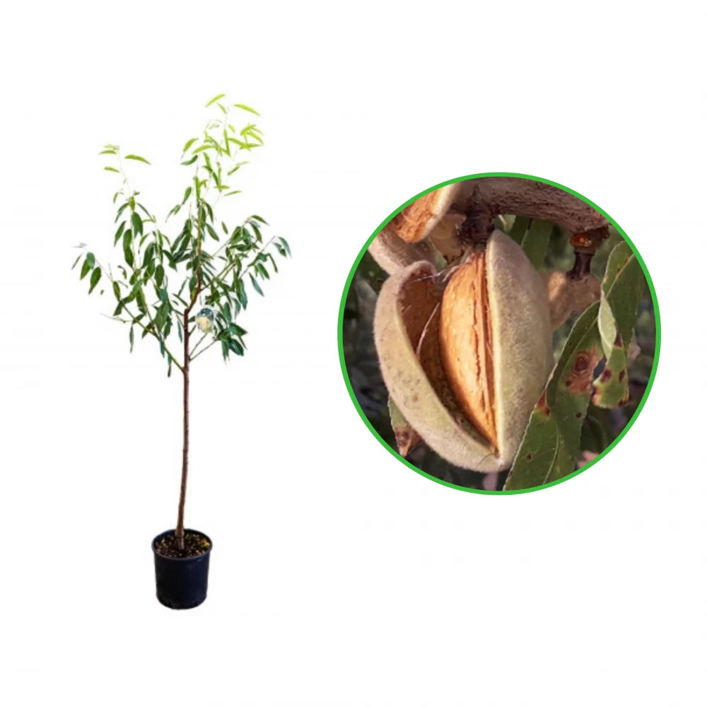 Migdal Duro, Amygdalus Communis