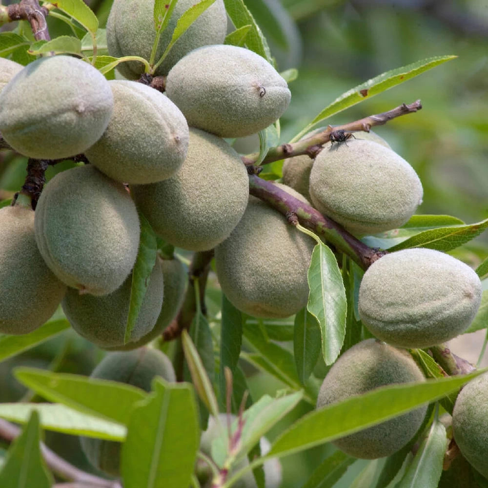 Migdal Genco, Amygdalus Communis