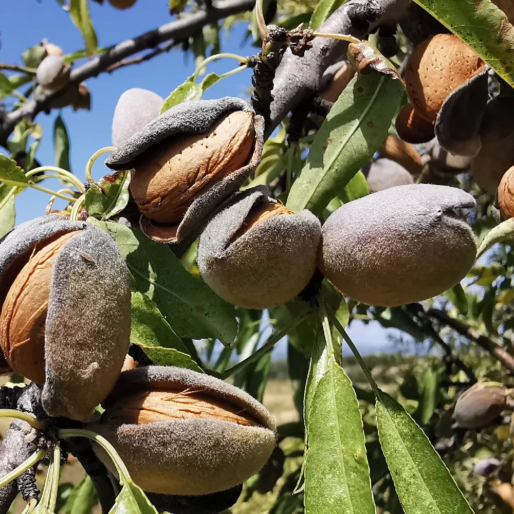 Migdal Pitic, Amygdalus Communis