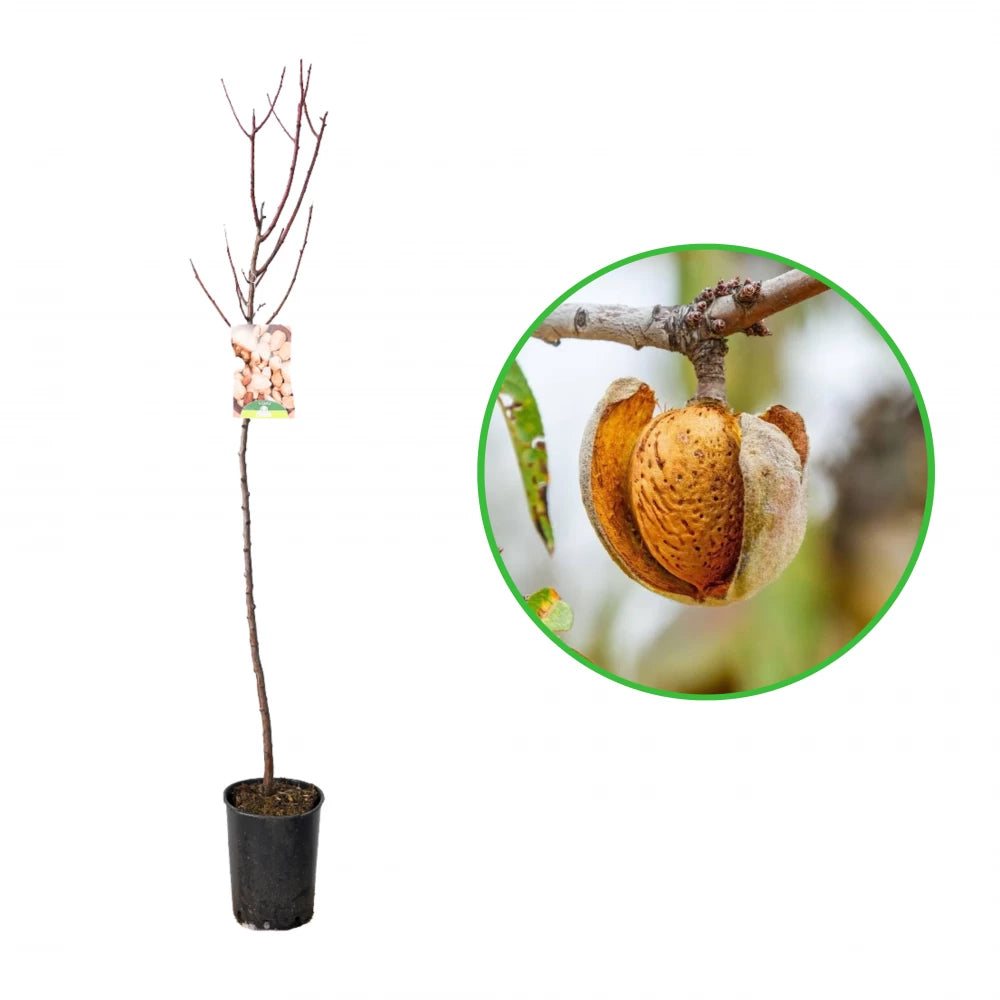 Migdal Comun, Prunus Dulcis