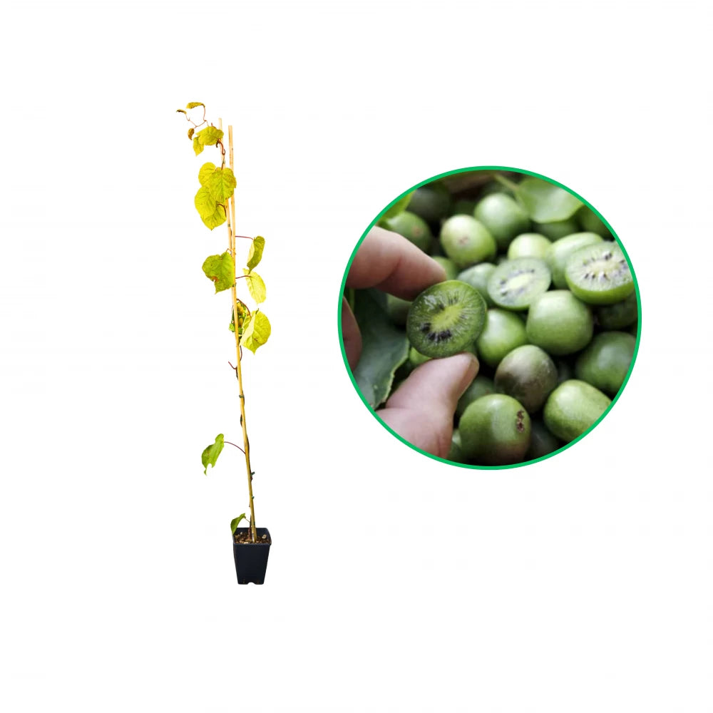 Mini-kiwi Issai, Actinidia Arguta, autofertil