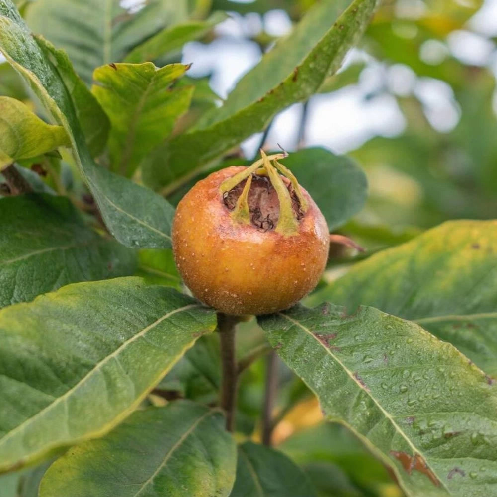Mosmon, Mespilus Germanica