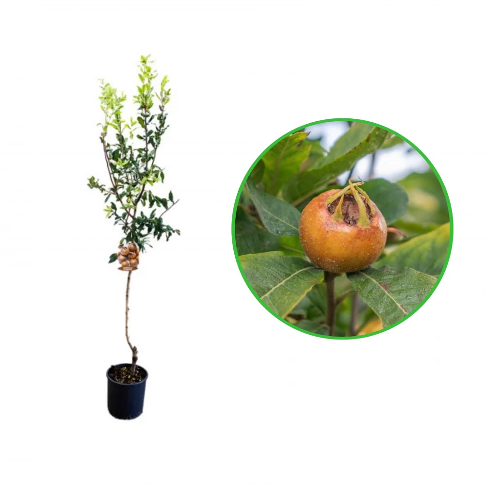 Mosmon, Mespilus Germanica