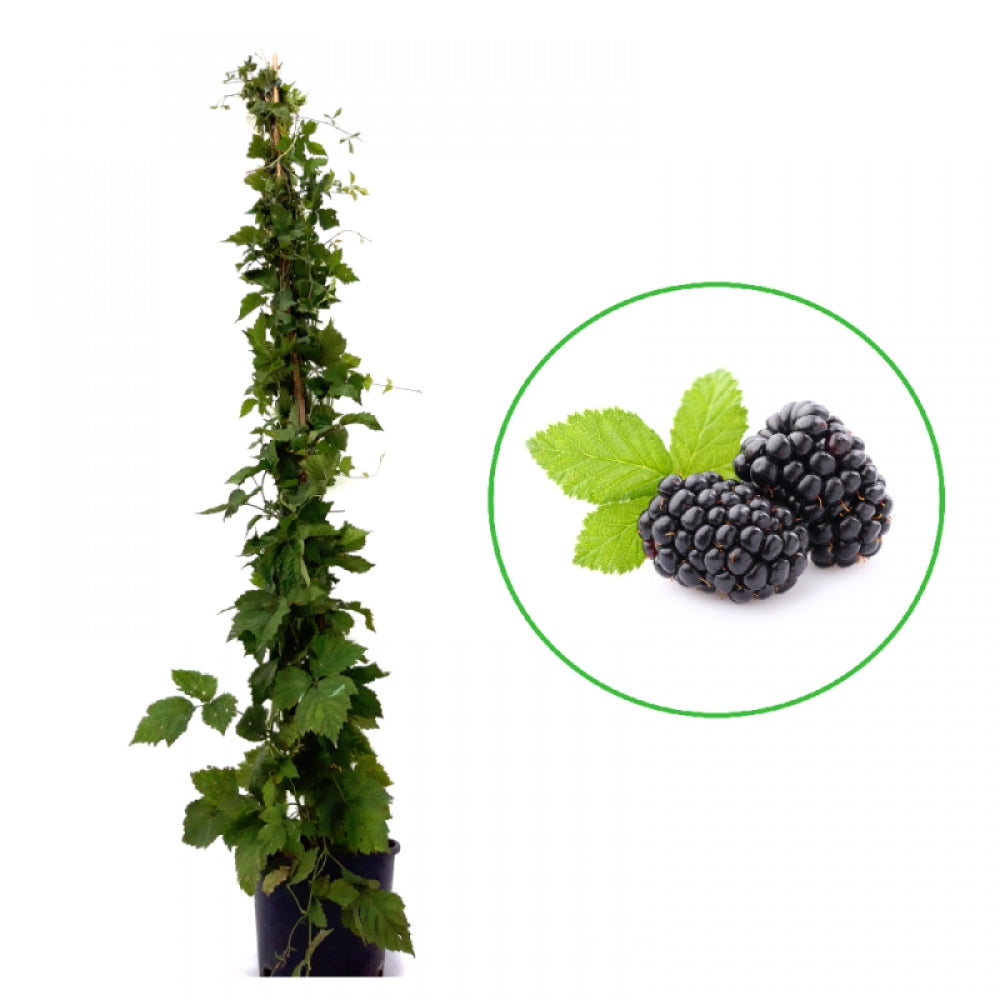 Mur, Rubus Fruticosus