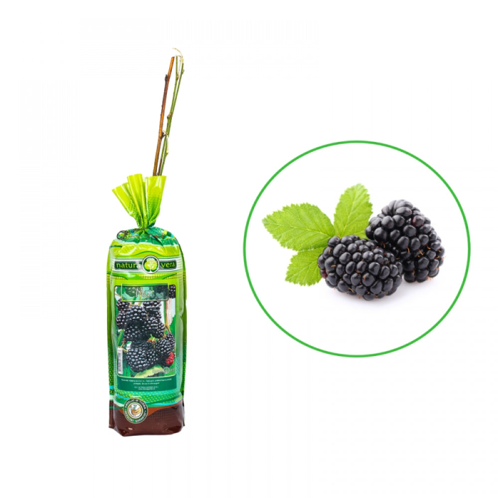 Mur, Rubus Fruticosus