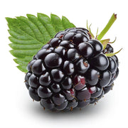 Mur Loch Ness, Rubus Fruticosus Loch Ness