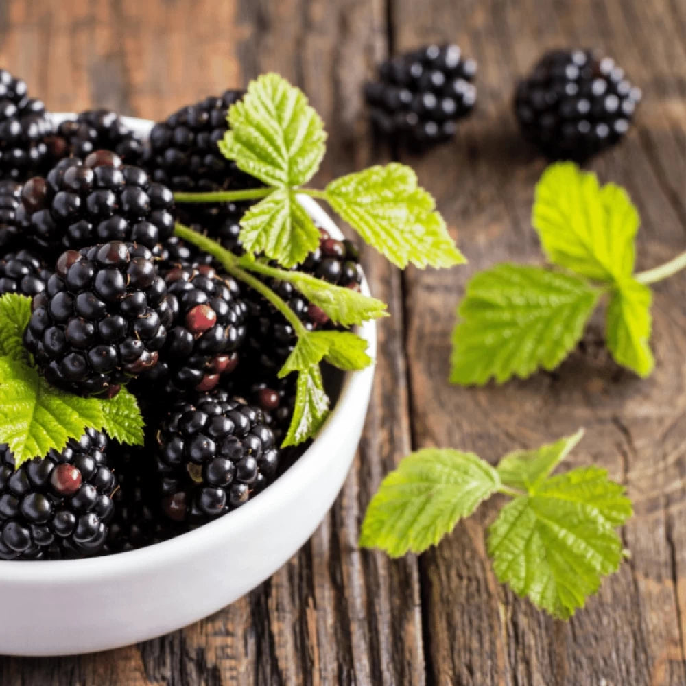 Mur, Rubus Fruticosus