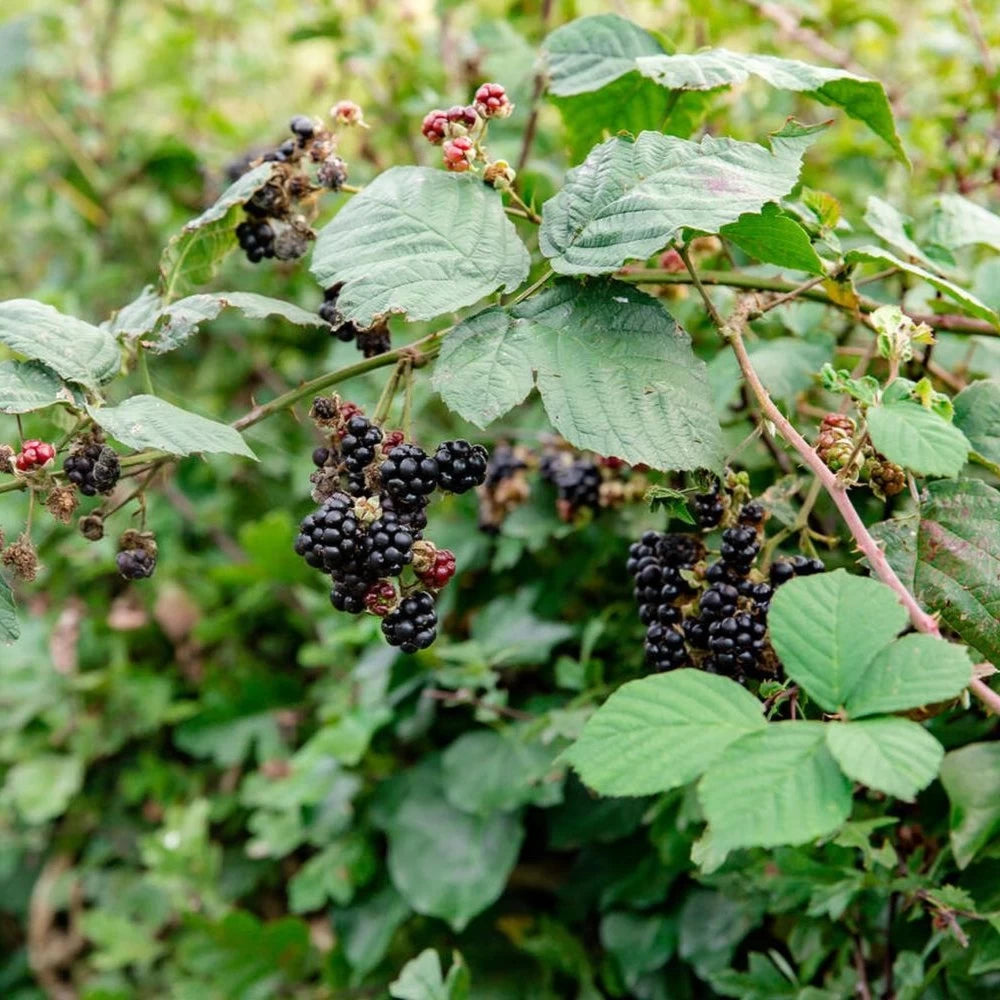 Mur, Rubus Fruticosus