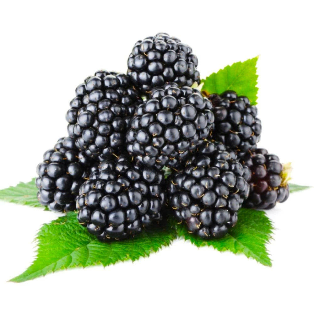 Mur Thornfree, Rubus Fruticosus Thornfree, fara spini