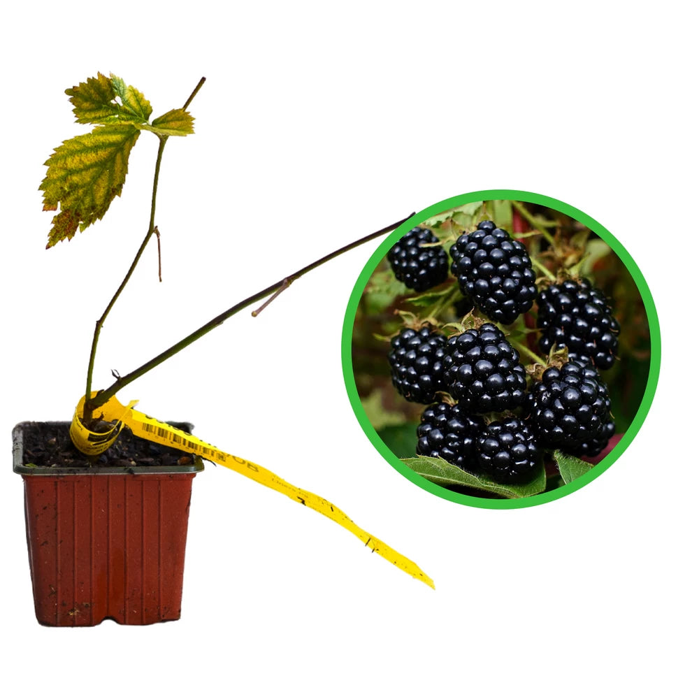 Mur Triple Crown, Rubus Fruticosus Triple Crown, fara spini
