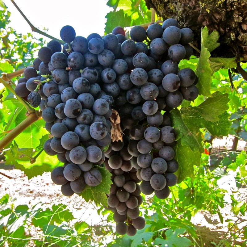 Vita de Vie Muscat Noir, Vitis Vinifera, pentru vin, negru