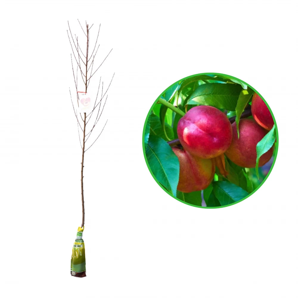 Nectarin Caldesi, Prunus Persica var. Nucipersica