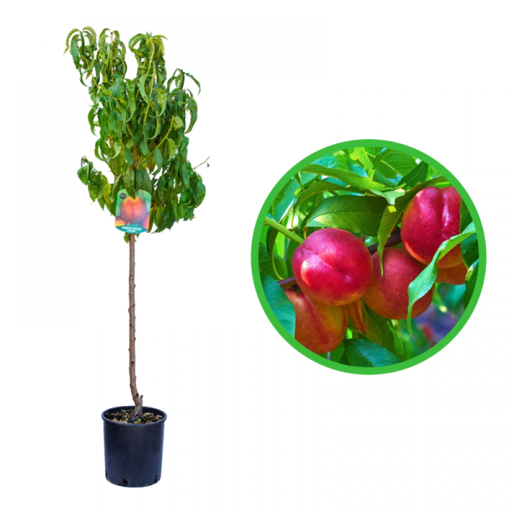 Nectarin Caldesi 2000, Prunus Persica var. Nucipersica
