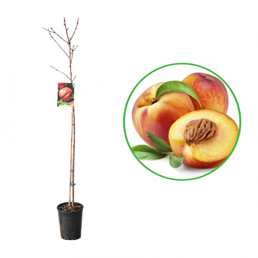 Nectarin Fantasia, Prunus Persica var. Nucipersica