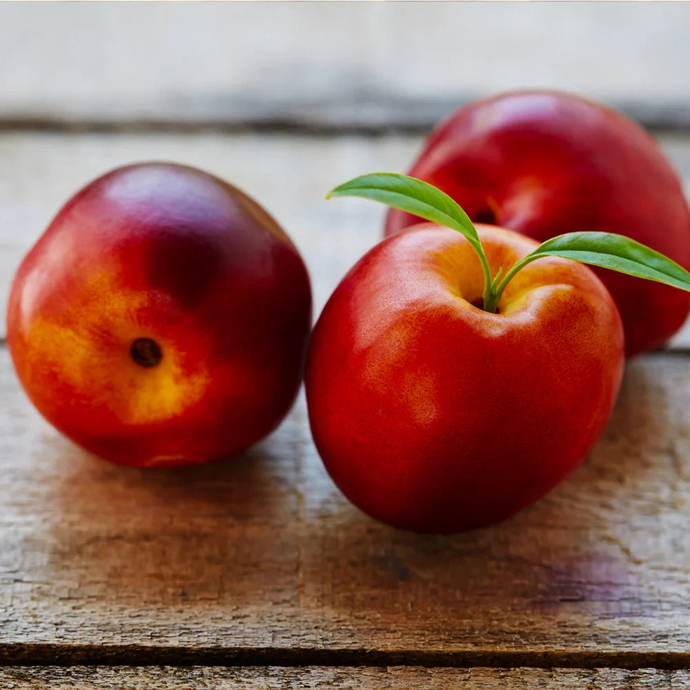 Nectarin Flavortop, Prunus Persica var. Nucipersica