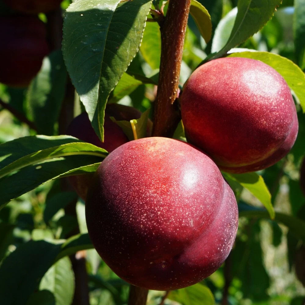 Nectarin Harco, Prunus Persica var. Nucipersica