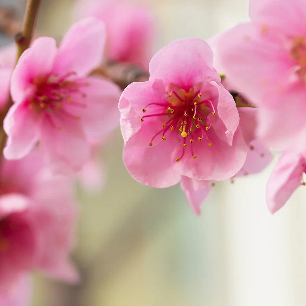 Nectarin Harco, Prunus Persica var. Nucipersica