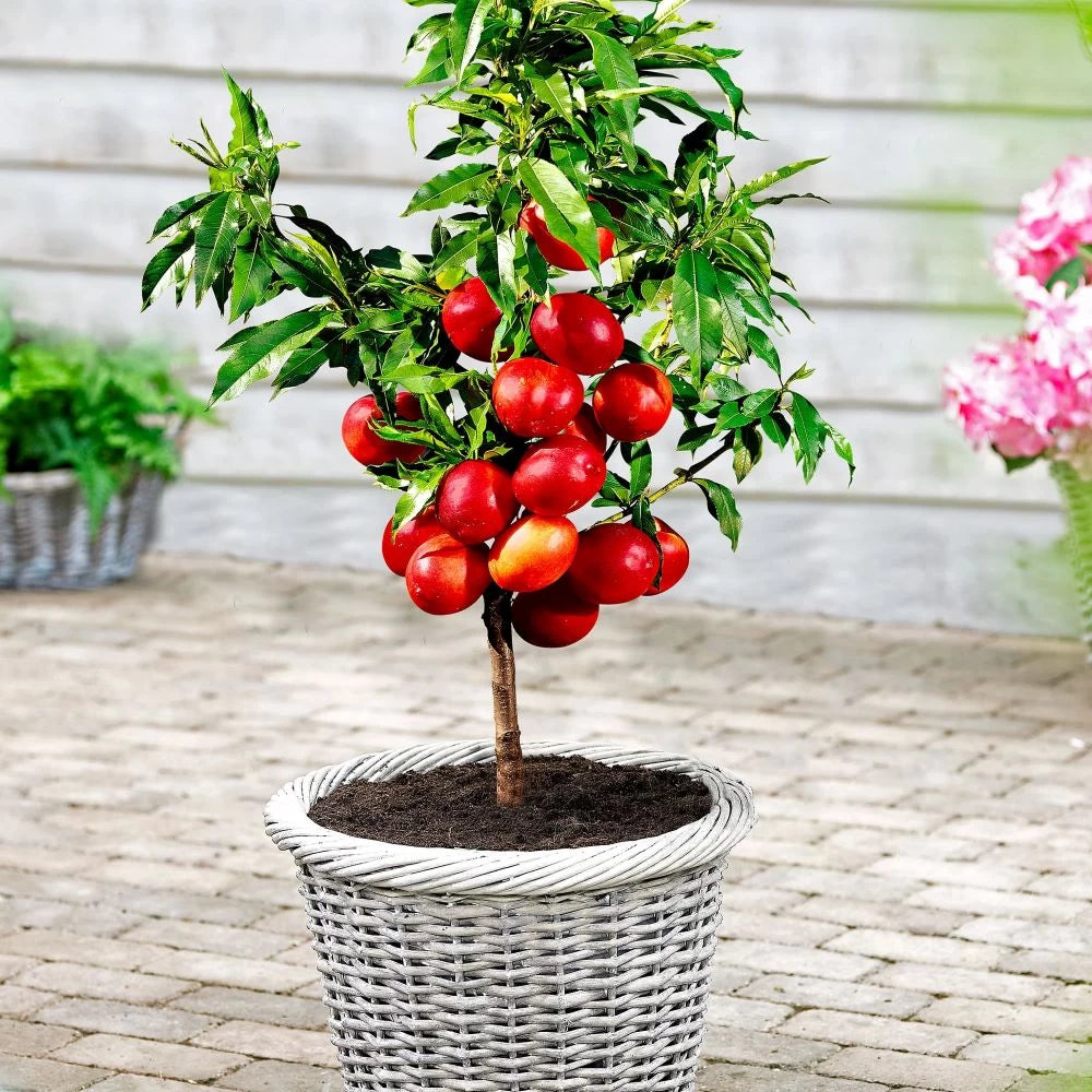 Nectarin Pitic, Prunus Persica var. Nucipersica