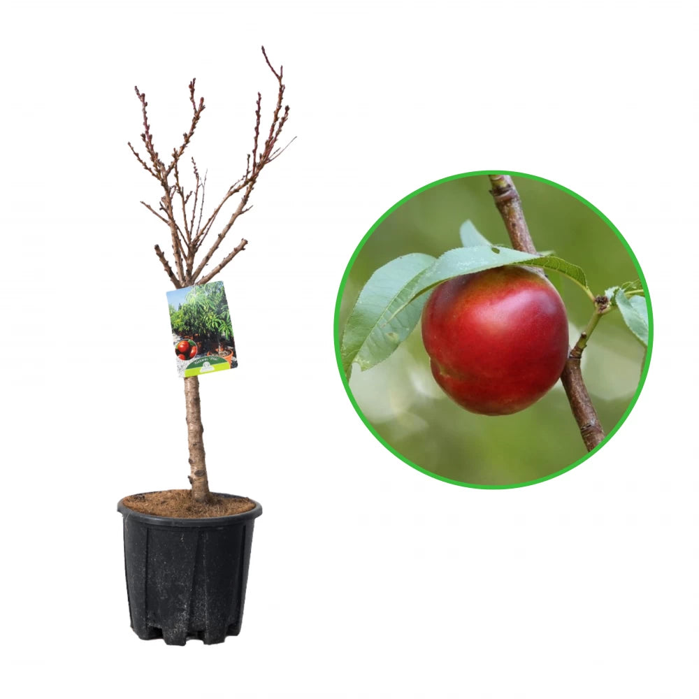 Nectarin Pitic, Prunus Persica var. Nucipersica