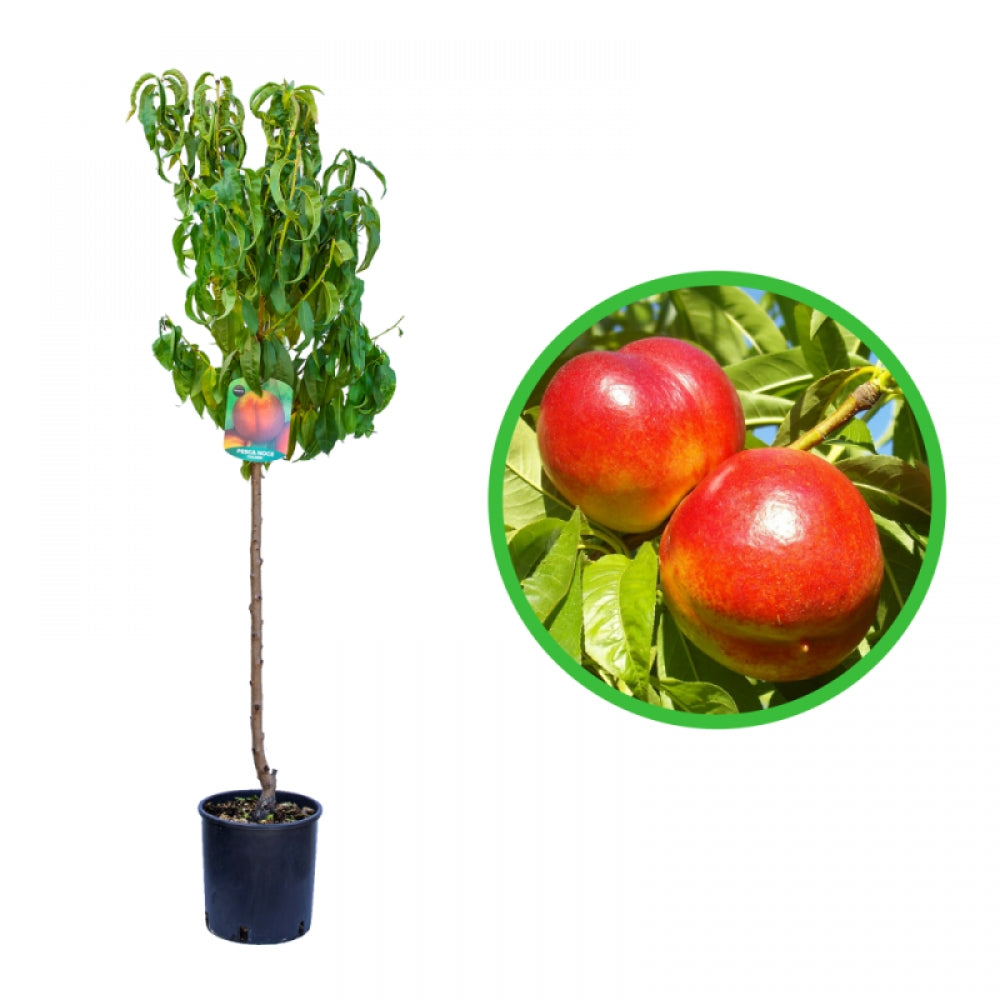 Nectarin Armking, Prunus Persica var. Nucipersica