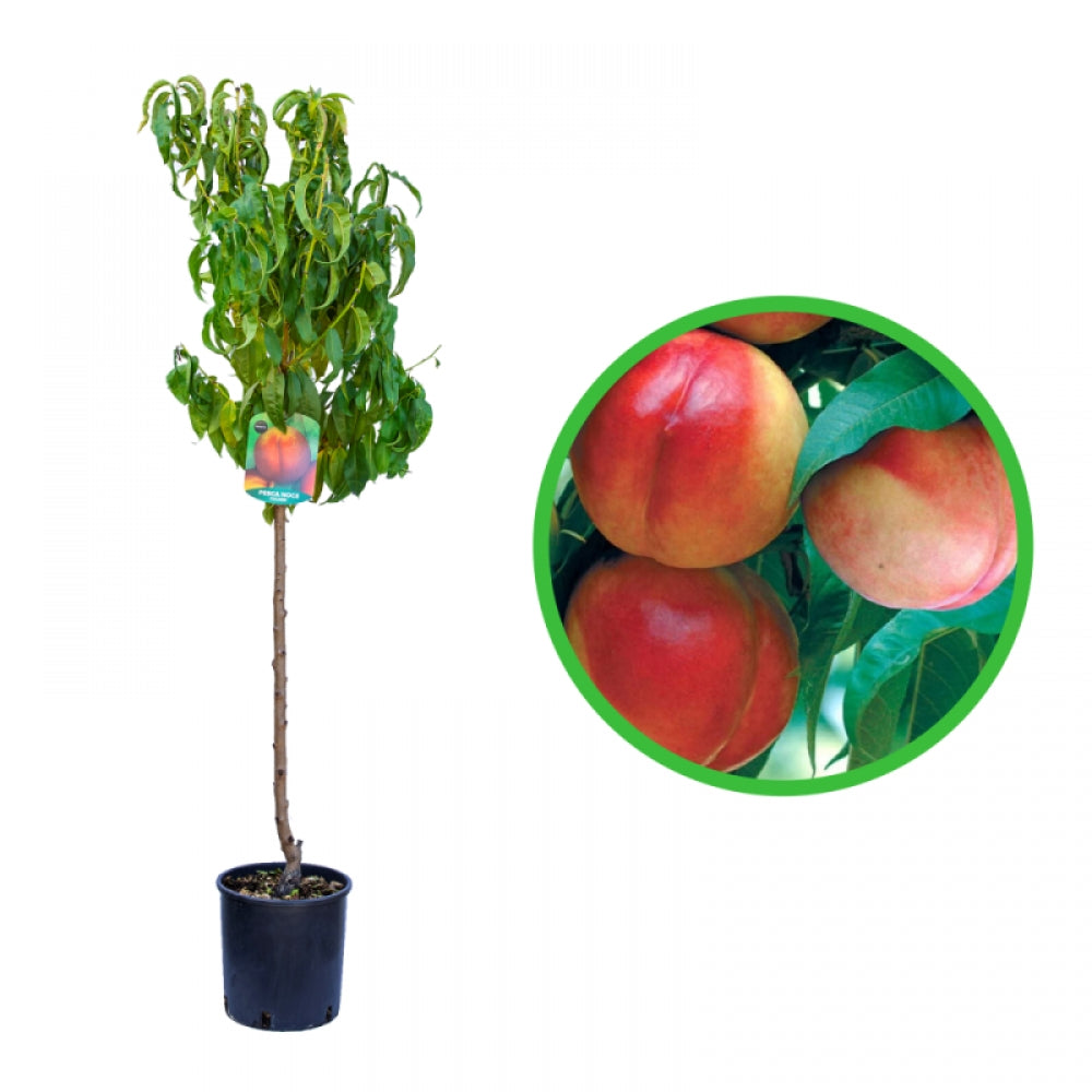 Nectarin Fairlane, Prunus Persica var. Nucipersica