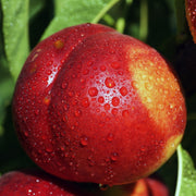 Nectarin Flavortop, Prunus Persica var. Nucipersica