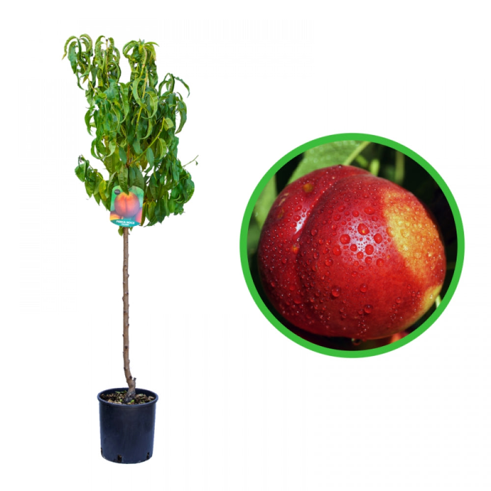 Nectarin Flavortop, Prunus Persica var. Nucipersica