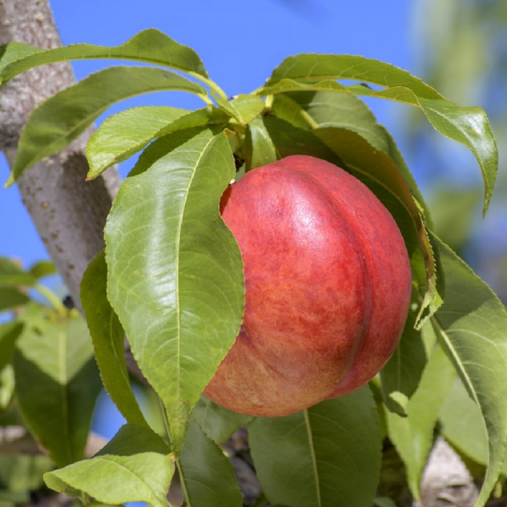 Nectarin Independence, Prunus Persica var. Nucipersica