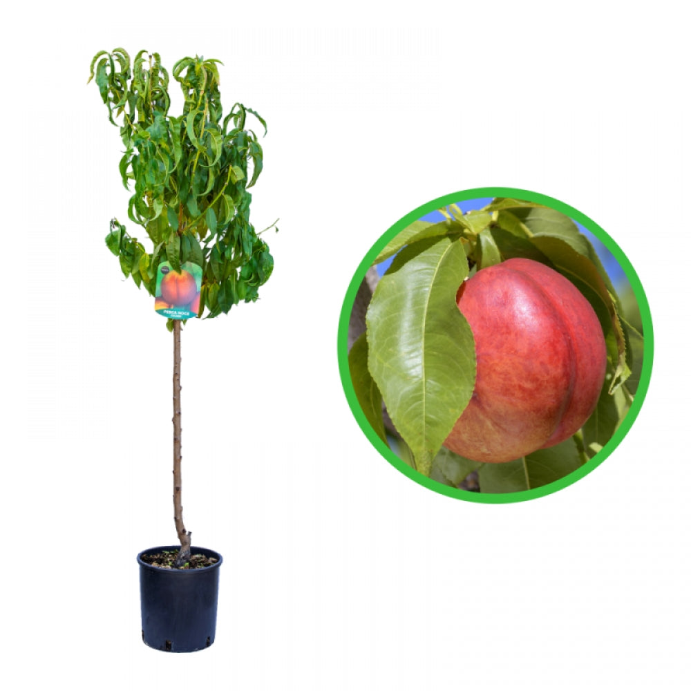 Nectarin Independence, Prunus Persica var. Nucipersica