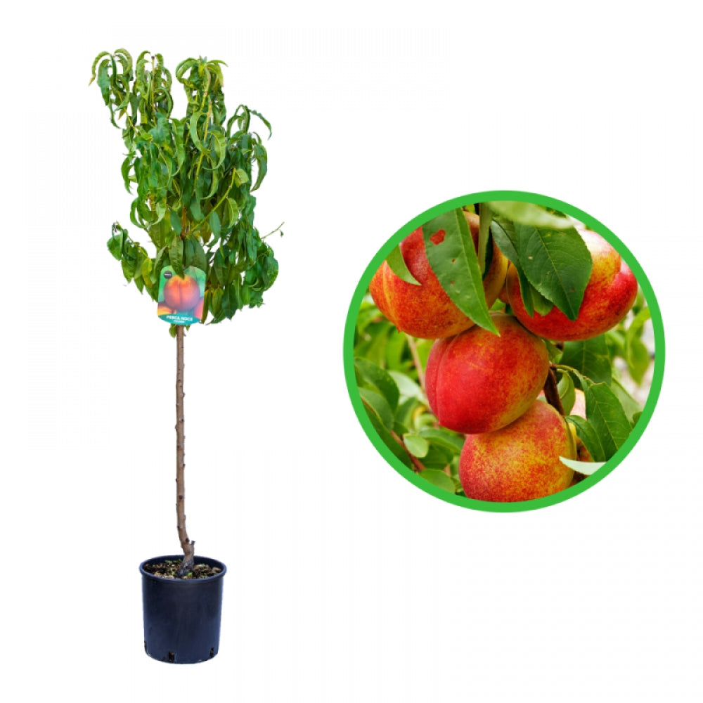 Nectarin Precoce, Prunus Persica var. Nucipersica