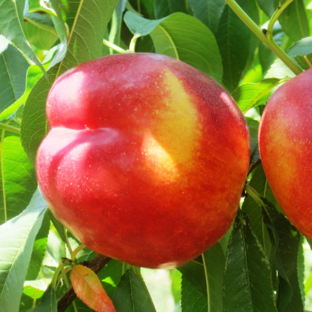 Nectarin Tardiva, Prunus Persica var. Nucipersica