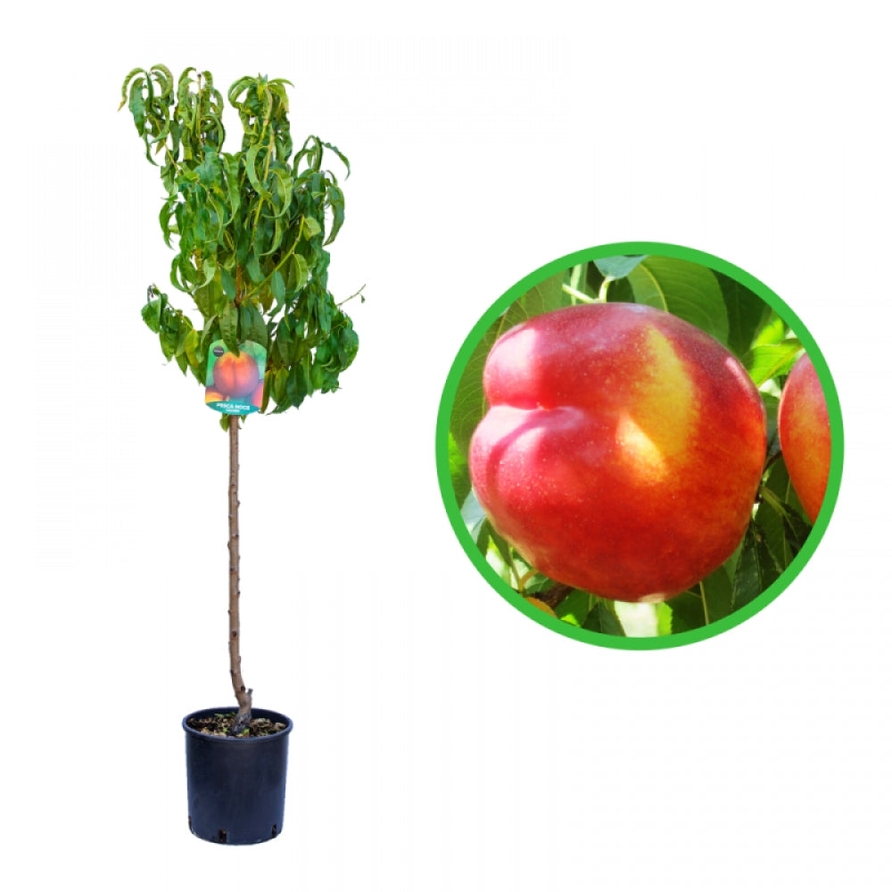 Nectarin Tardiva, Prunus Persica var. Nucipersica