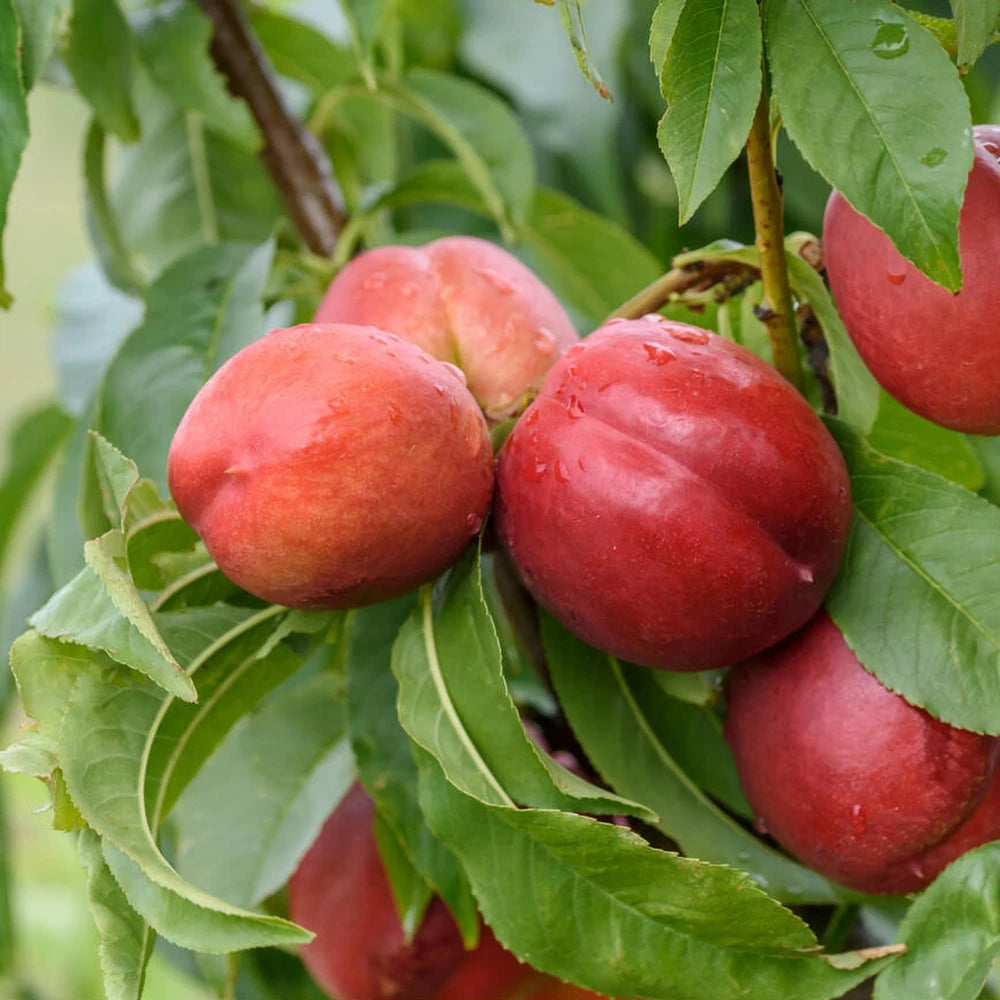 Nectarin Super Crimson, Prunus Persica var. Nucipersica