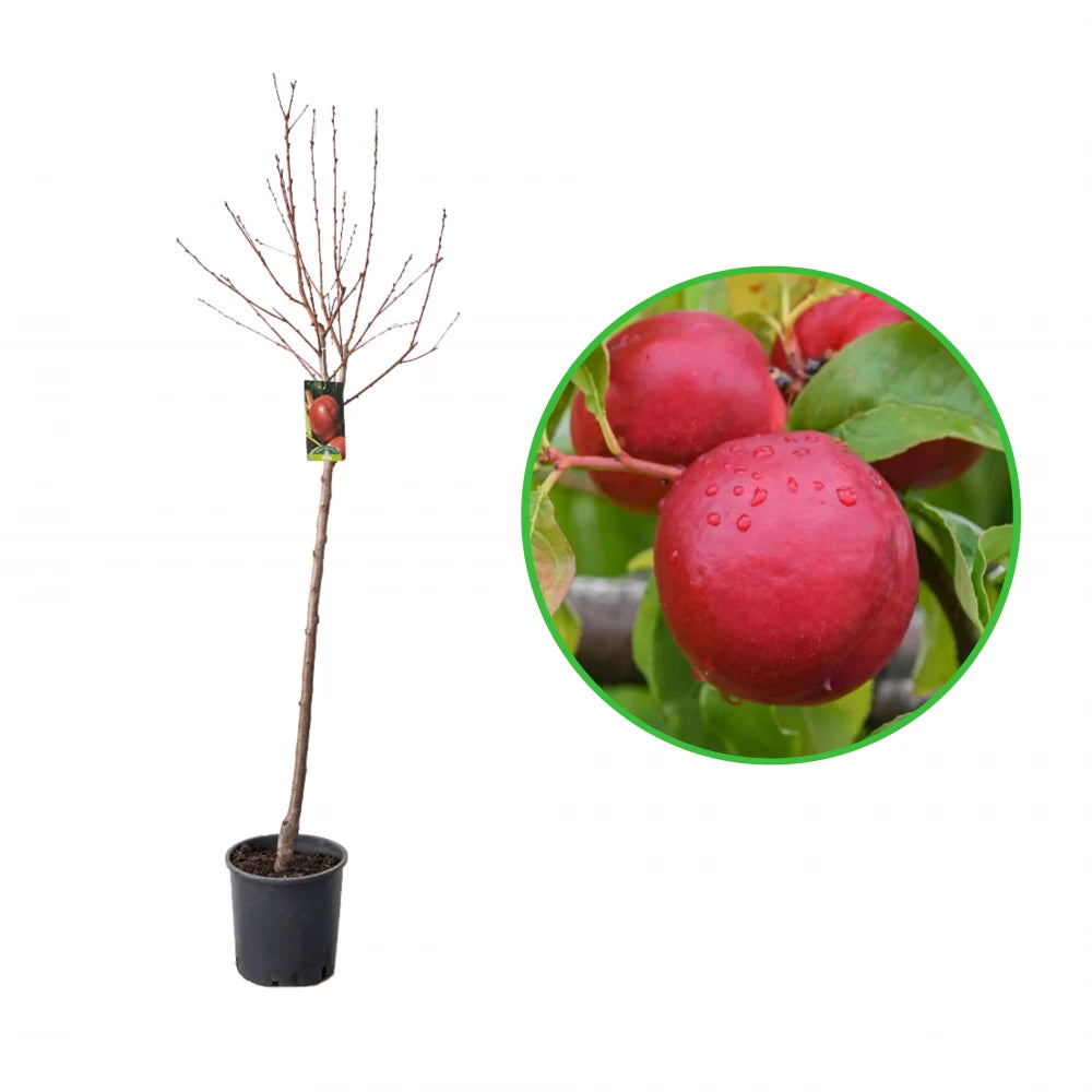 Nectarin Super Crimson, Prunus Persica var. Nucipersica