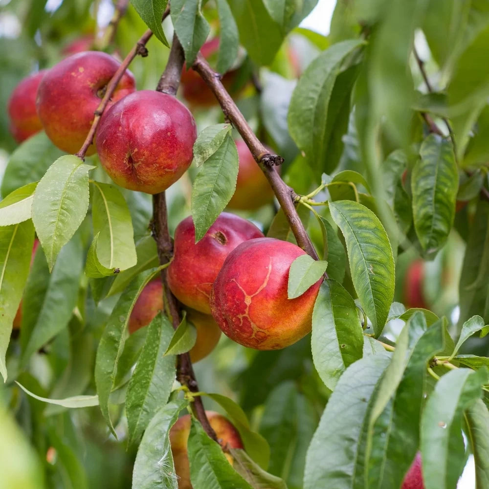 Nectarin Venus, Prunus Persica var. Nucipersica