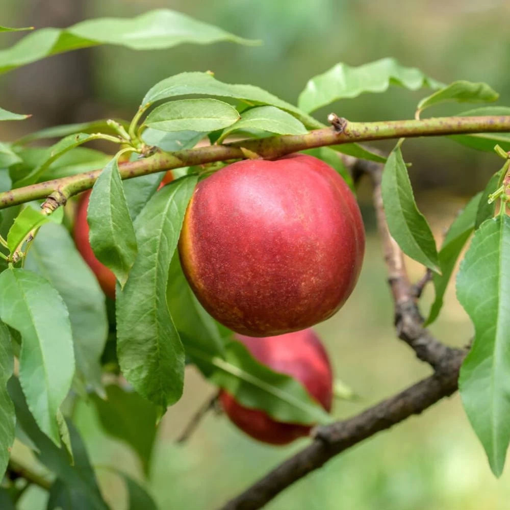Nectarin Venus, Prunus Persica var. Nucipersica