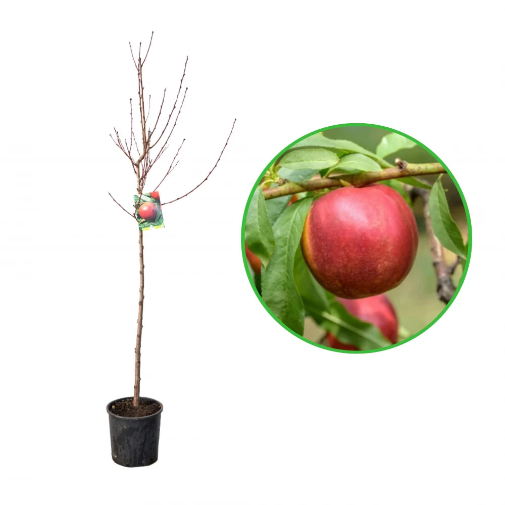 Nectarin Venus, Prunus Persica var. Nucipersica