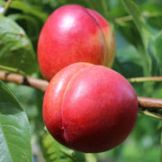 Nectarin Weinberger, Prunus Persica var. Nucipersica