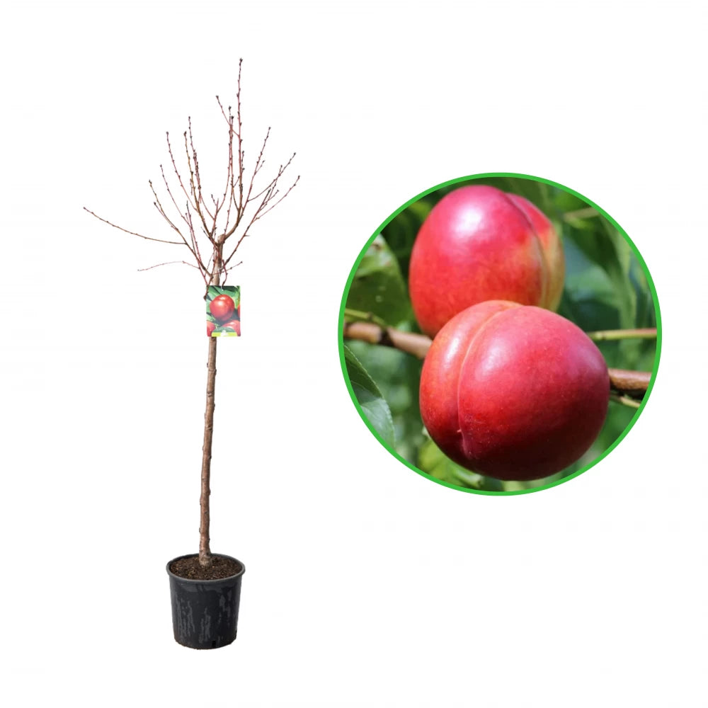 Nectarin Weinberger, Prunus Persica var. Nucipersica