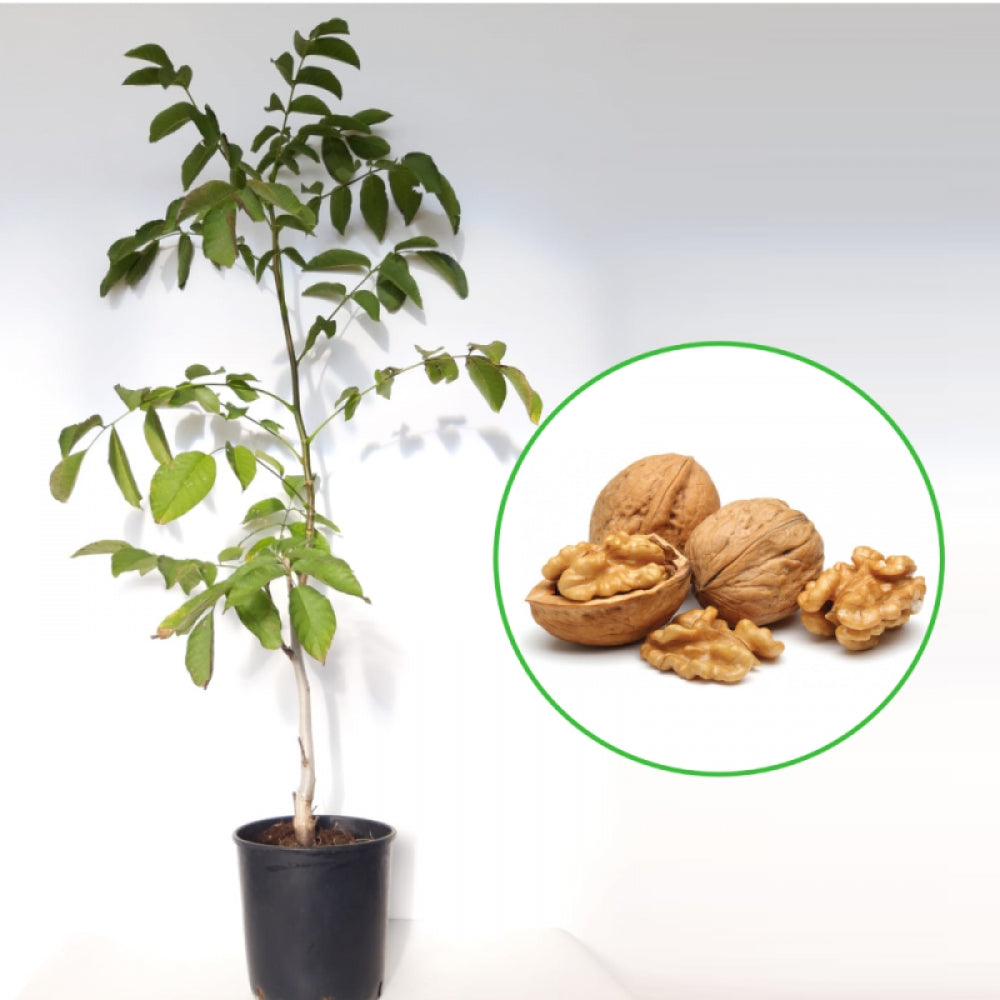 Nuc Chandler, Juglans Regia