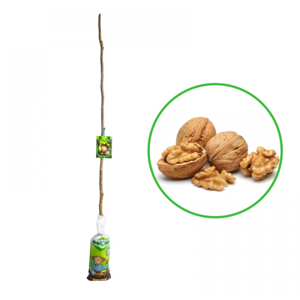 Nuc Chandler, Juglans Regia