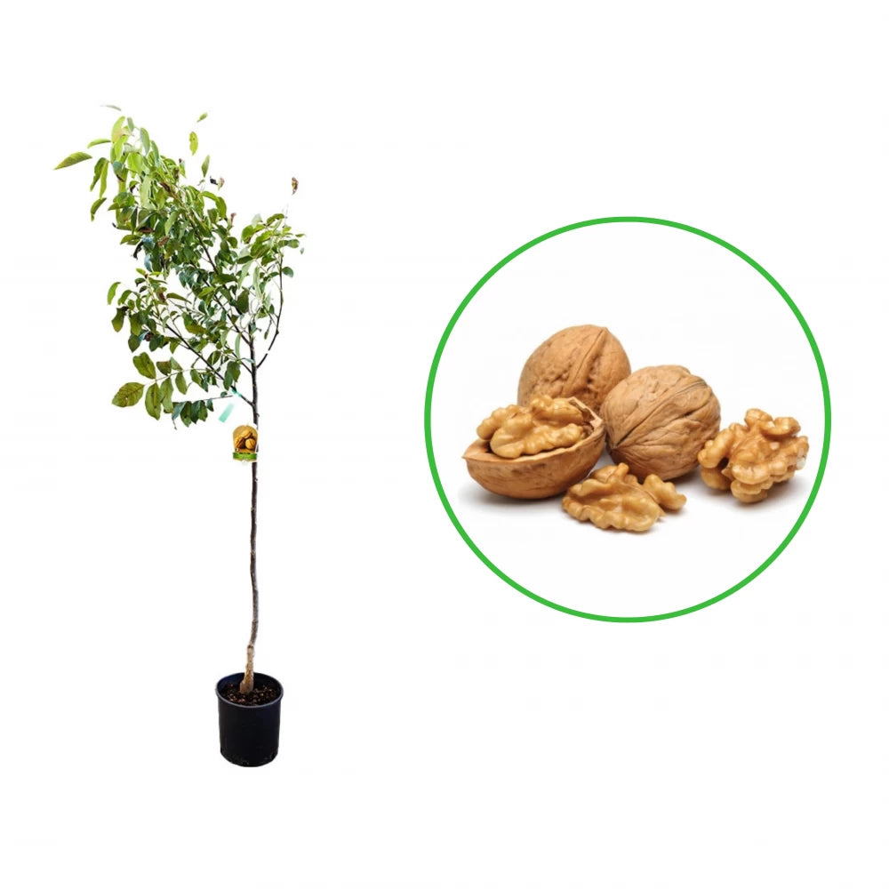 Nuc Comun, Juglans Regia