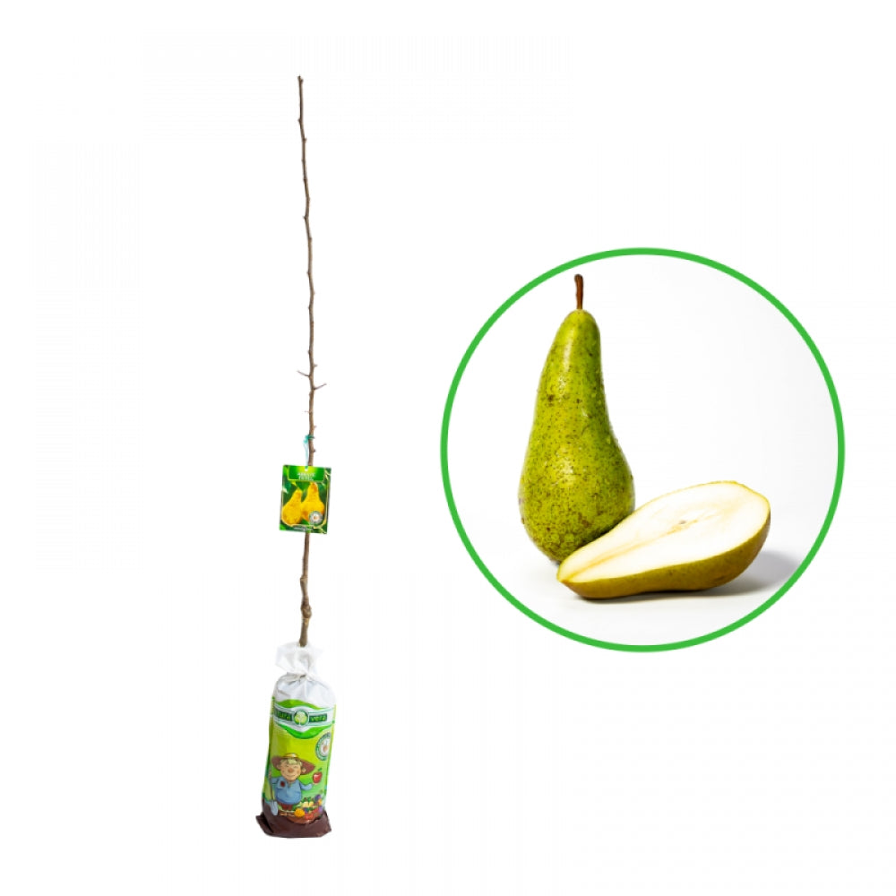 Par Abate Fetel, Pyrus Communis